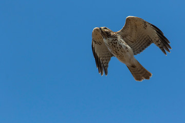 red-shouldered hawk (Buteo lineatus)