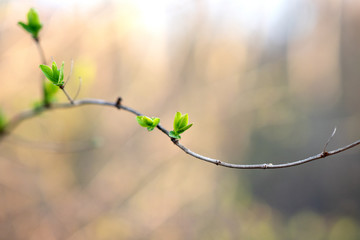 Spring awakening twig driving new bud closeup life growing green