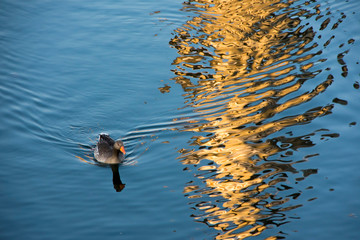 Swimming over reflections