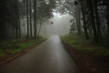 Obraz premium Road Path in a forest covered with mist.
