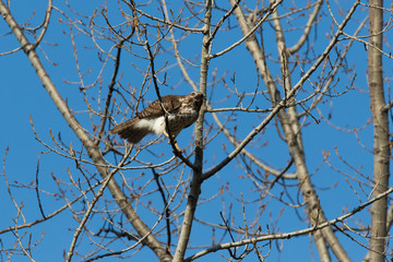 red-shouldered hawk (Buteo lineatus)
