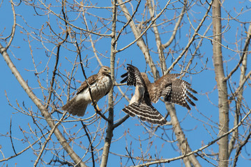 red-shouldered hawk  pair in spring