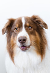 Portrait of australian shepherd  