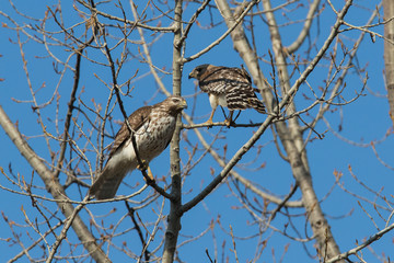 red-shouldered hawk  pair in spring