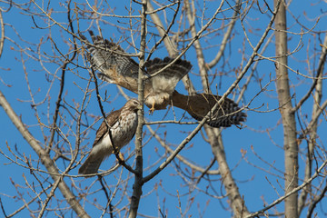 red-shouldered hawk  pair in spring