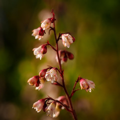 Flowers of Heuchera (alumroot, coral bells) - a genus of evergreen, herbaceous perennial plants in the family Saxifragaceae, all native to North America. Photo taken in the afternoon, warm sunlight.
