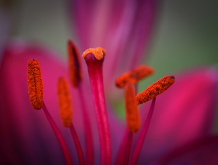 Closeup of a pistil and stamens of a red lily flower with pollen on a summer, sunny day. Selective...