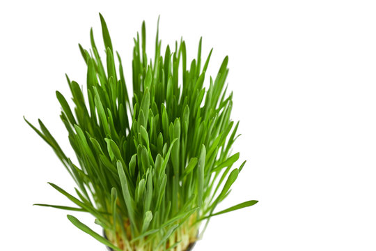 fresh wheatgrass isolated on a white background. wheat grass for detox medicine and healthcare. green wheat sprouts close up