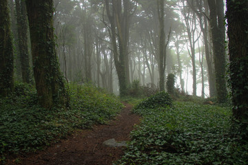 Fototapeta premium Amazing wood covered with mist