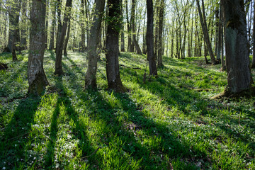 Wald mit Gras am Boden
