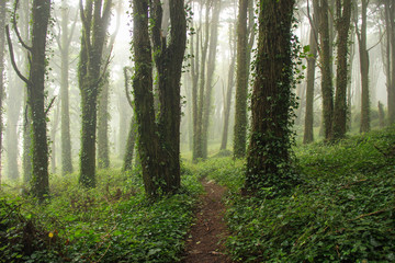 Fototapeta premium Amazing wood covered with mist