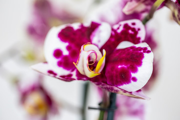 Phalaenopsis Red White stripe x hybrid Orchid flower bloom with soft focus and White background. Floral tropical design element for cosmetics, perfume, beauty care products.