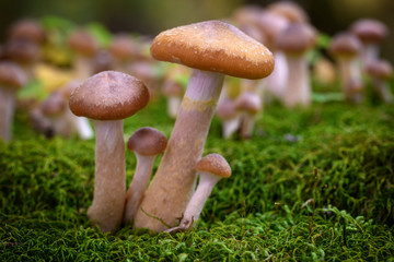 Armillaria mellea, commonly known as honey fungus - a basidiomycete fungus in the genus Armillaria (close-up). 