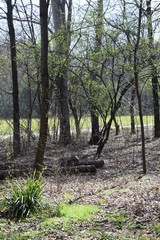 Natura, Alberi nel parco