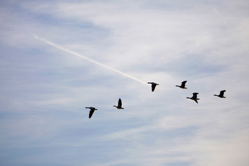 Ansares migrando en un parque natural siguiendo la estela de un avión