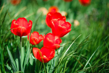 Obraz premium Tulips. Tulips and grass. Background of tulips. Flowers. Spring. It's red.