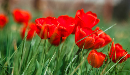 Tulips. Tulips and grass. Background of tulips. Flowers. Spring. It's red.