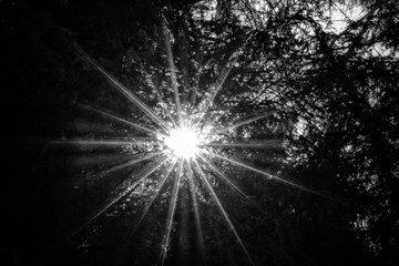 Sunshine in the dark forest