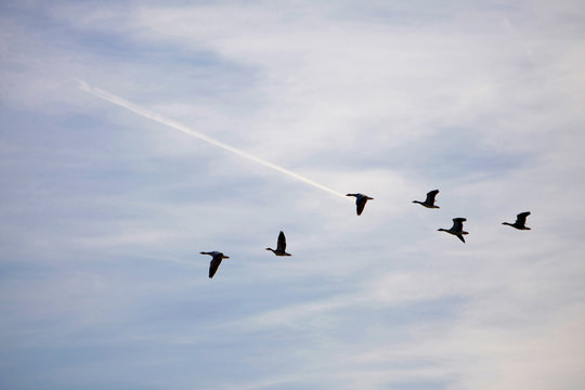 Ansares migrando en un parque natural siguiendo la estela de un avi&oacute;n