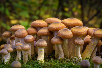 Armillaria mellea, commonly known as honey fungus - a basidiomycete fungus in the genus Armillaria (close-up). 