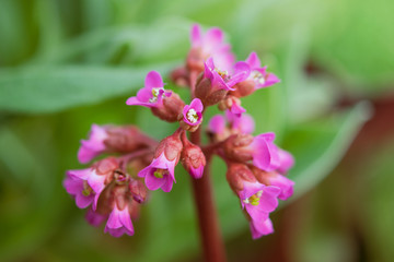 Close-up of pink flowers of a small flower in the garden. Isolated against blurred background.