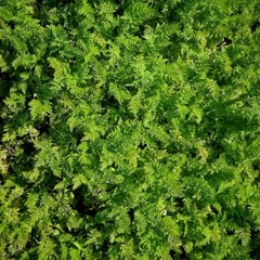 green leaves background