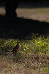 Un Pitío en el campo.