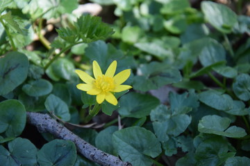 Fiore giallo, fiore primaverile
