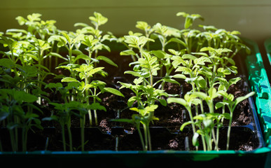 Homemade tomato seedlings, the concept of growing homemade vegetables