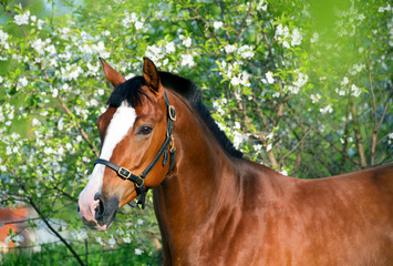 portrait of beautiful brown  horse at blossom background