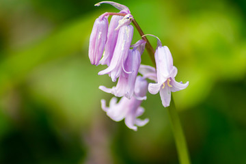 spring flowers in the garden