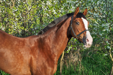 Fototapeta premium portrait of bay sportive horse near blossom tree
