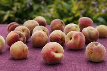 Naklejka na ściany i meble Ripe peaches are scattered on a table covered with a tablecloth on a table in the garden, Horizontal format