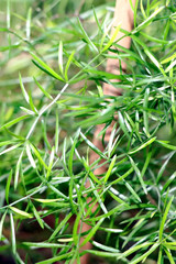 Houseplant Asparagus fern. Green Asparagus plant branch background.
