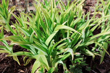 Obraz premium Leaves of daylily in the early spring. Sprout of daylily. Spring time