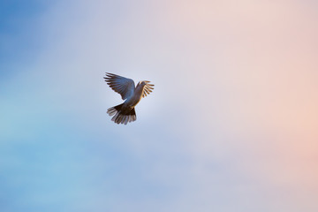 A bird flying against a clear blue sky, a religious concept of hope