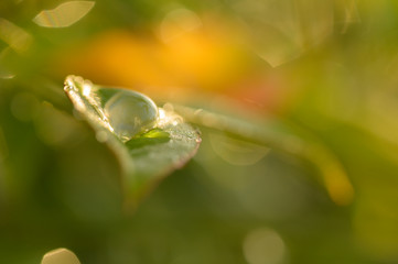 Close-up of a green leaf with a droplet of water. Reflection in the droplet. Colorful background