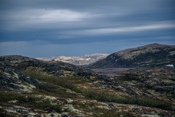 Fototapeta premium Landscapes nature of the north of Russia. Summer in the tundra. Kola Peninsula.