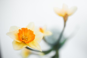 Naklejka na ściany i meble yellow daffodil flower