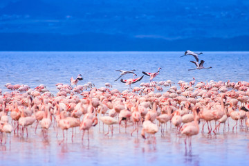 Pink flamingos. African flamingos in the lake. Large flock of flamingos. Lake Nakuru in Kenya. Birds at a watering hole. Landscapes with birds. Safari Tourism in Kenya National Park.