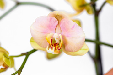 Beautiful yellow orchid flower and green leaves on White background. Orchids close up