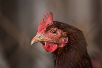 hen 