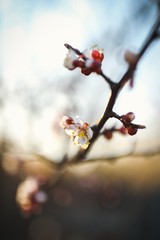 cherry blossom in spring