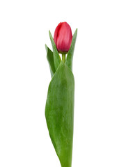 one blooming red tulip with green leaves and stem isolated on white background