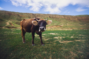 Close up of adult brown cattle cow looking to the camera in the middle of a green field with mountain landscape in the background. 