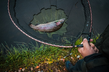 Sports area fishing pond trout, trout in the net.