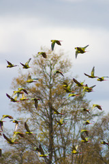 Bandada de loros al sur de Chile.