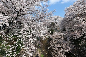 桜井市　粟原川の桜並木