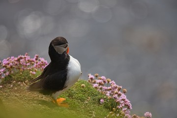 Atlantic Puffin - Fratercula arctica, also known as the common puffin, is a species of seabird in the auk family. his puffin has a black crown and back, pale grey cheek patches and white underparts.