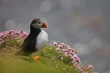 Atlantic Puffin - Fratercula arctica, also known as the common puffin, is a species of seabird in the auk family. his puffin has a black crown and back, pale grey cheek patches and white underparts.